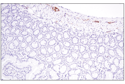 IHC-P (paraffin)